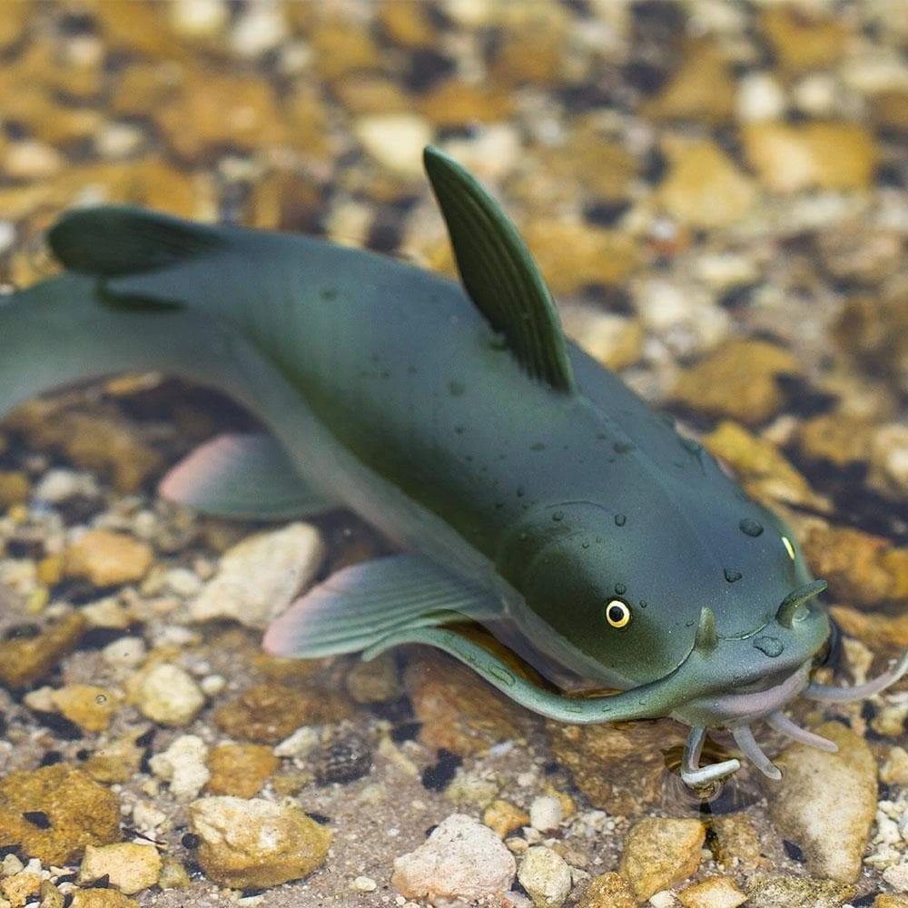 [Safari] 100362鯰魚模型