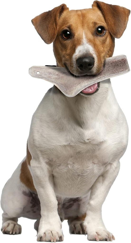 Zolux 鹿角系列．成犬 小EASY
