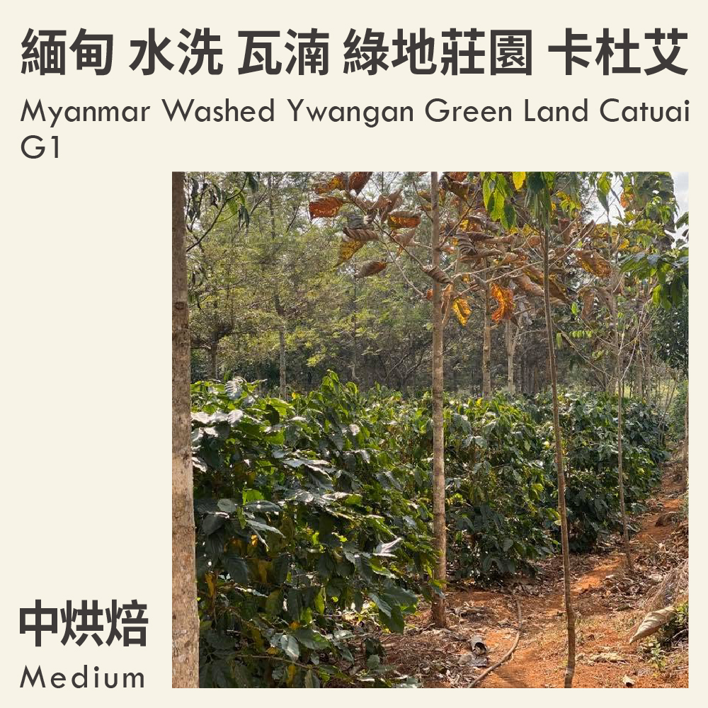 緬甸 水洗 瓦湳 綠地莊園 卡杜艾 G1