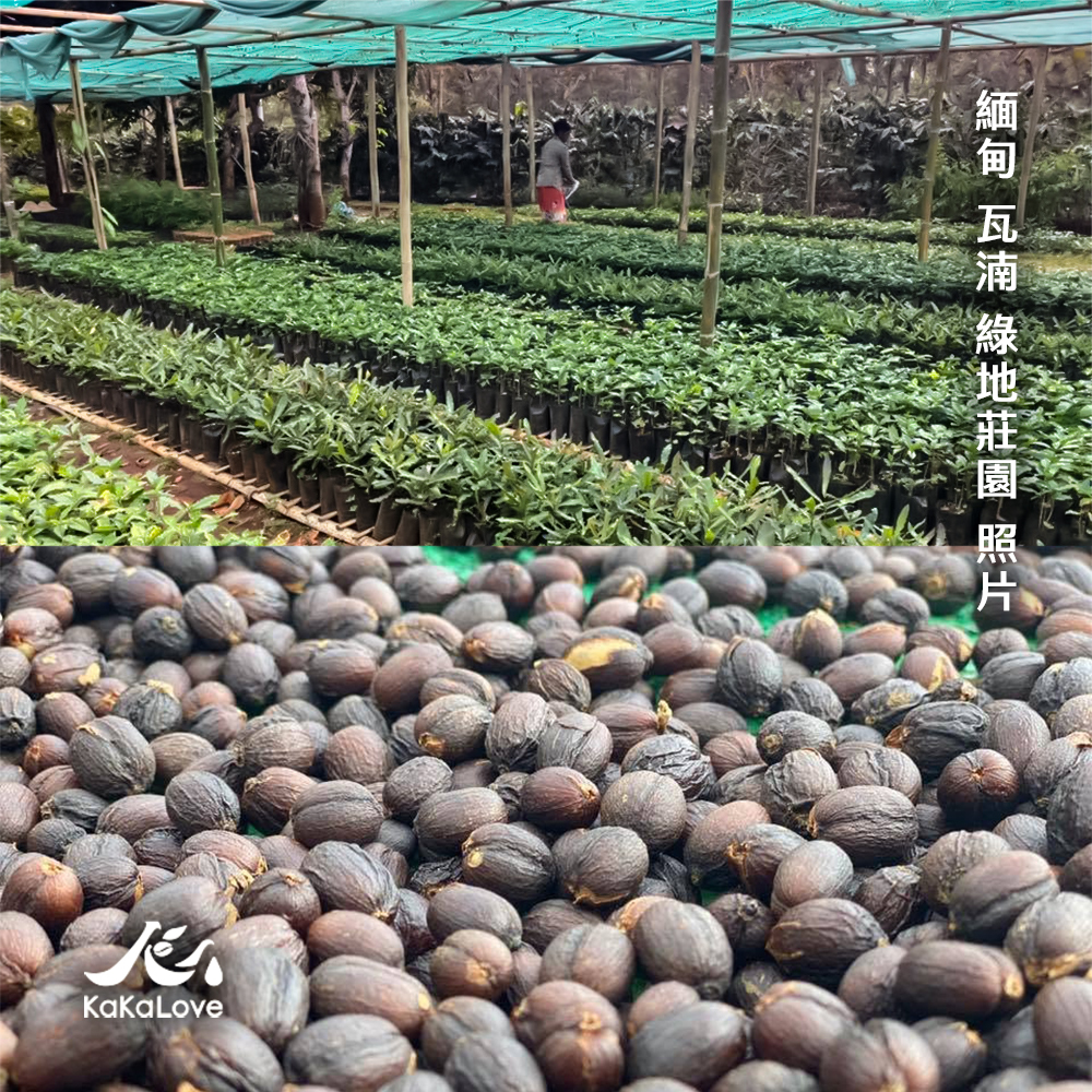 緬甸 水洗 瓦湳 綠地莊園 卡杜艾 G1