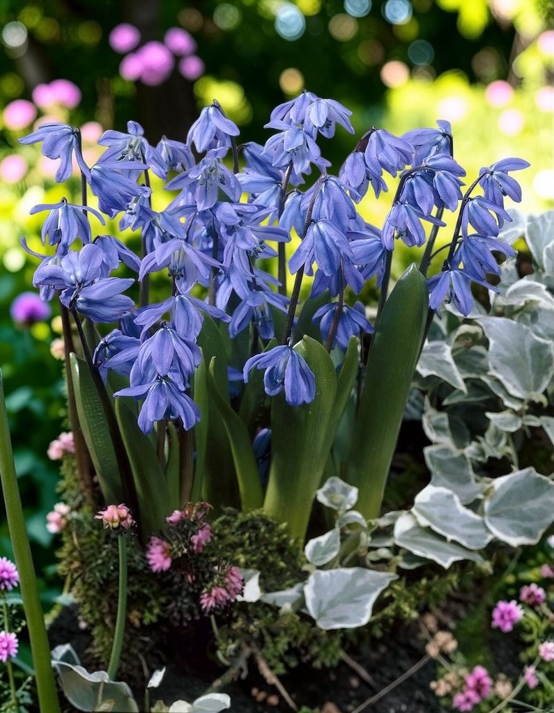 西伯利亞海蔥｜西伯利亞 Siberica｜10球組