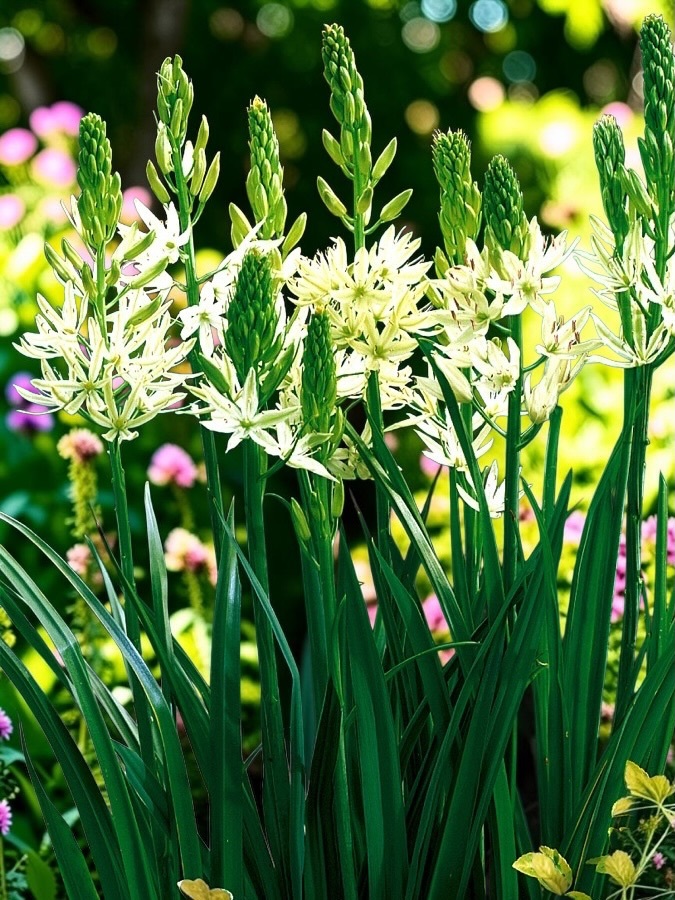 卡瑪百合｜萊氏白花 Leichtlinii Alba｜5球組