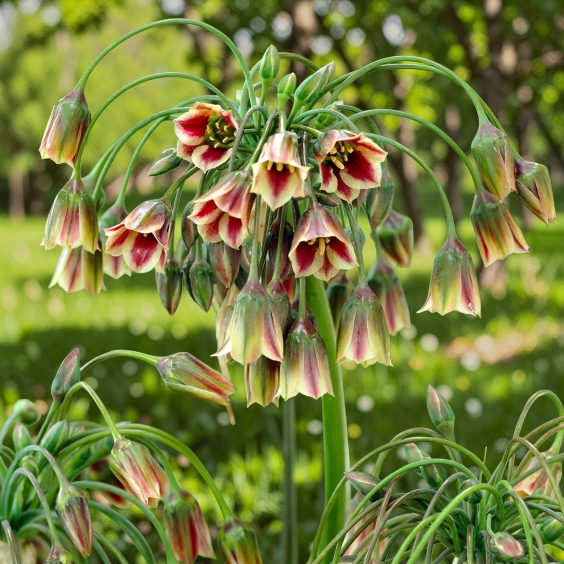 觀賞蔥｜西西里 Siculum｜10球組