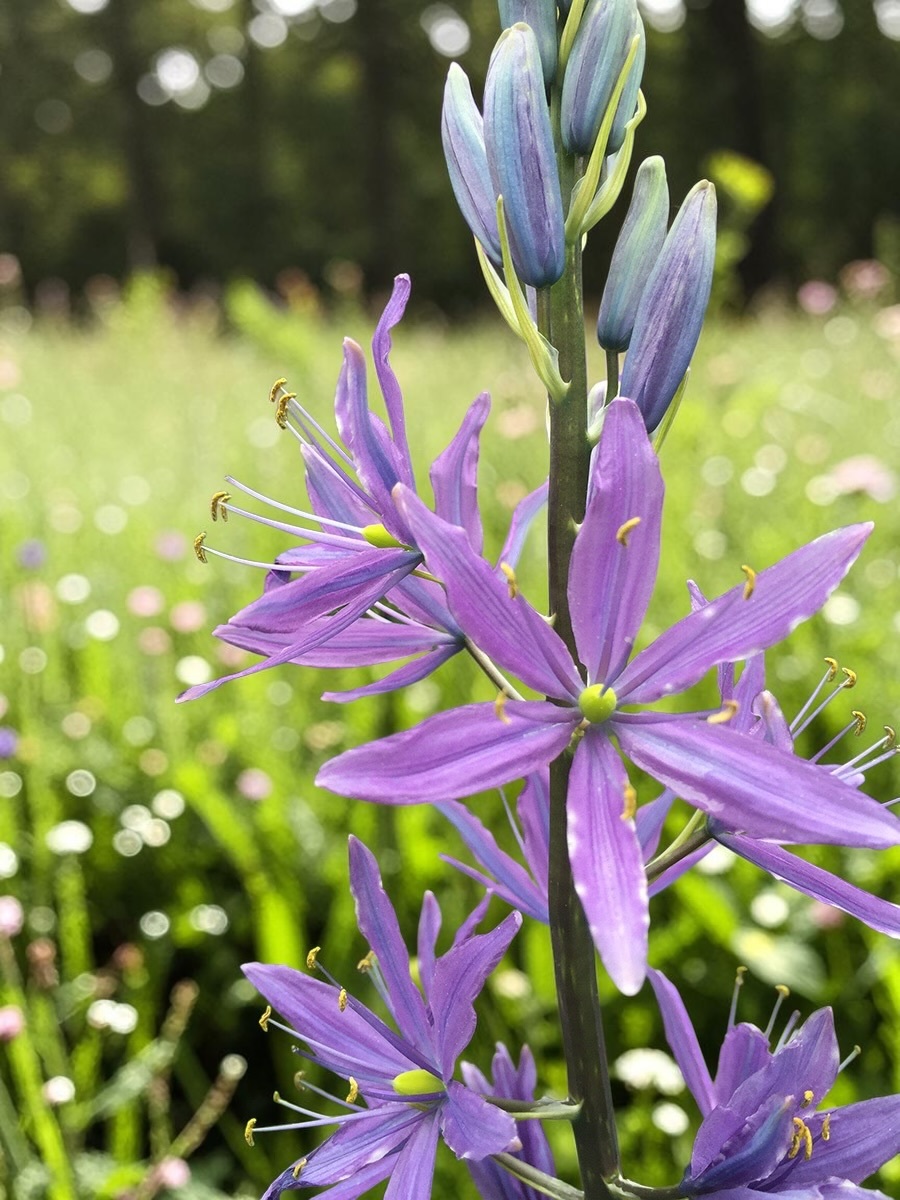 卡瑪百合｜萊氏藍花 Leichtlinii Caerulea｜5球組