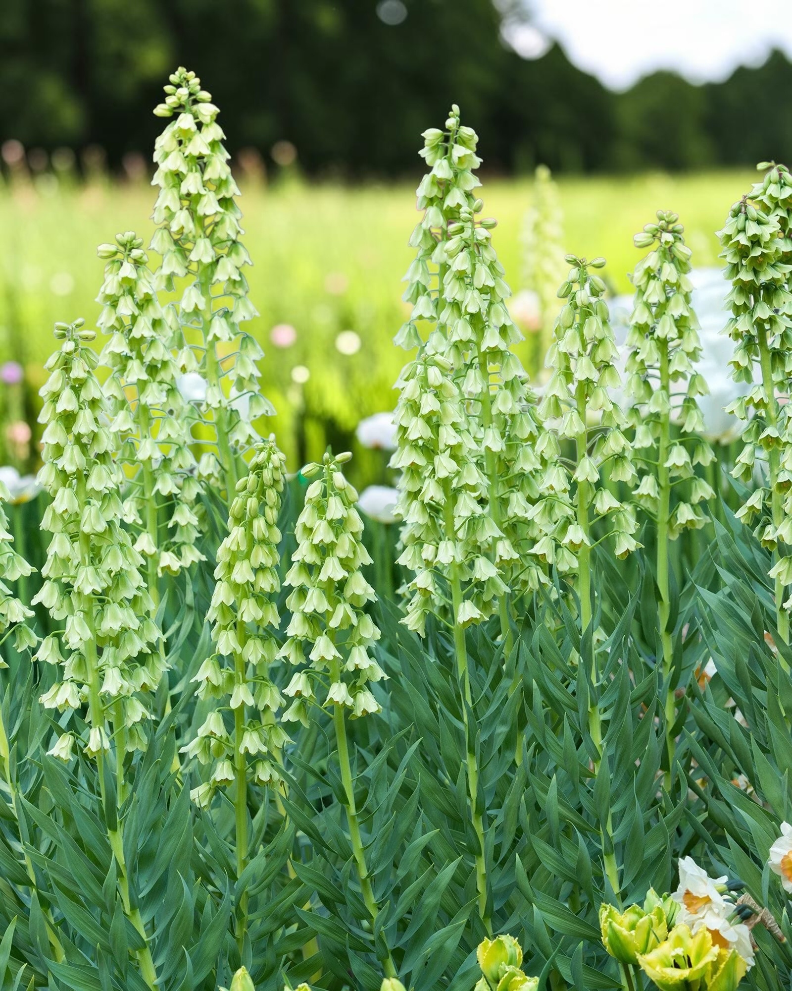 波斯貝母｜白花 Alba｜1球
