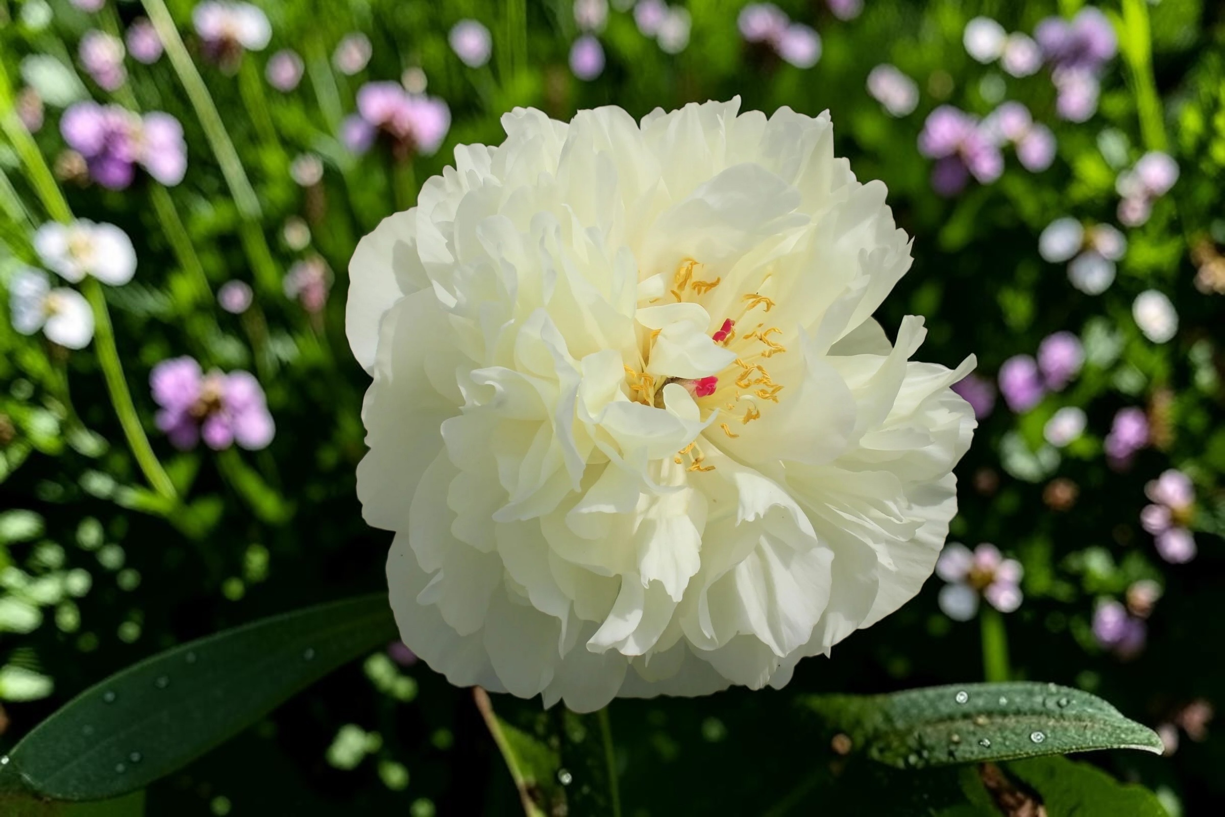 雜交芍藥｜早春悸動 Early Sensation｜1株