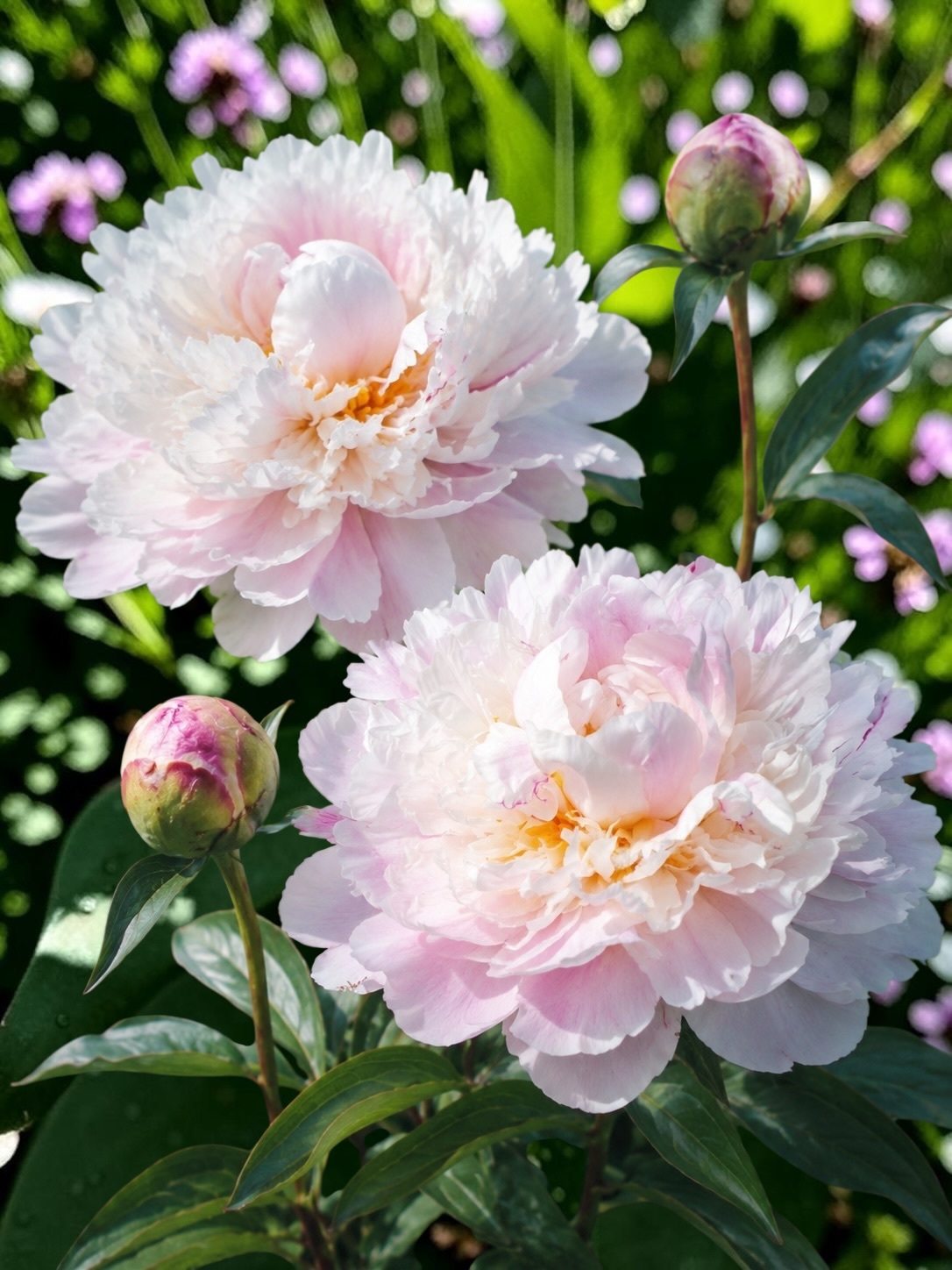 芍藥｜阿勒蒂 Alertie｜1株