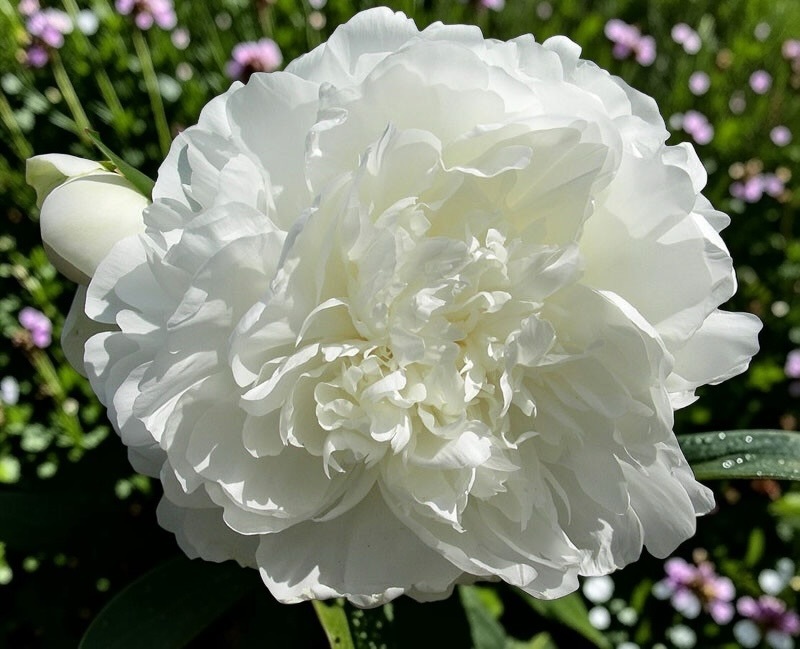 芍藥｜克洛德・坦夫人 Madame Claude Tain｜1株