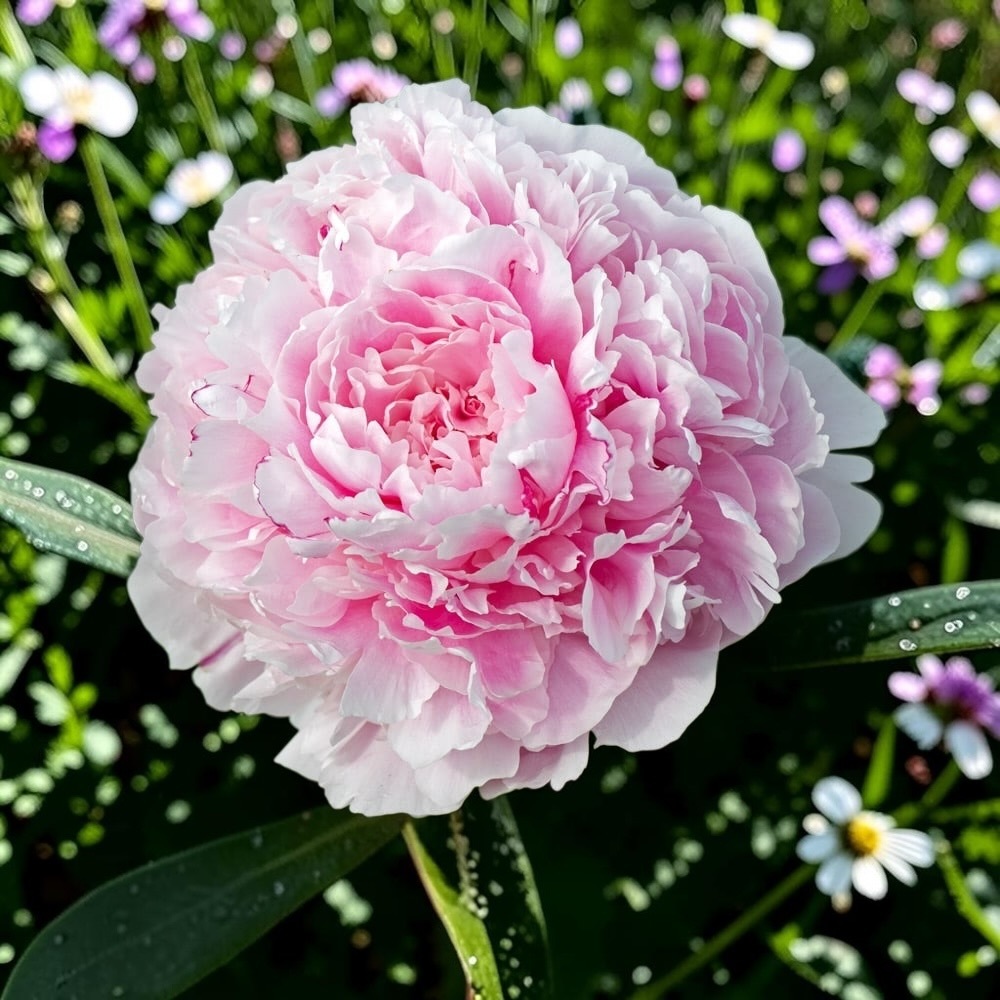 芍藥｜莎拉・伯恩哈特 Sarah Bernhardt｜1株