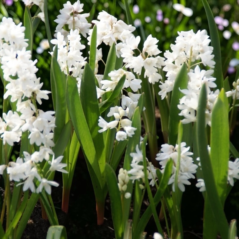藍條海蔥｜黎巴嫩白花 Libanotica Alba｜10球組