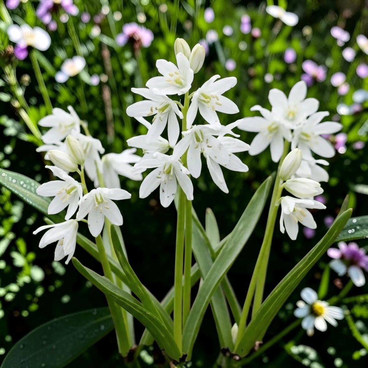 西伯利亞海蔥｜白花 Alba｜10球組