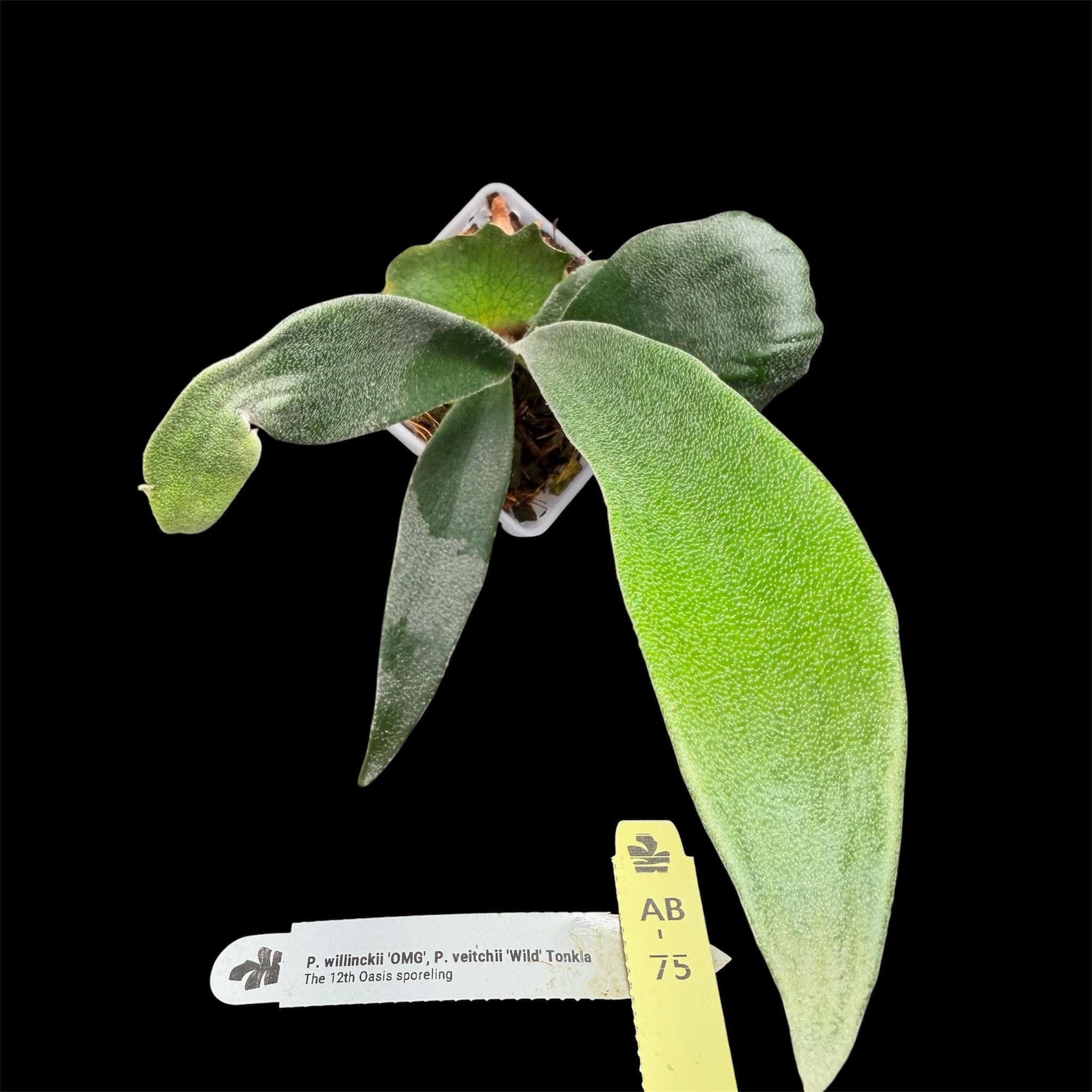 P. hillii ×coronarium 'Flamenco'(TC)【26】 Platycerium coronarium