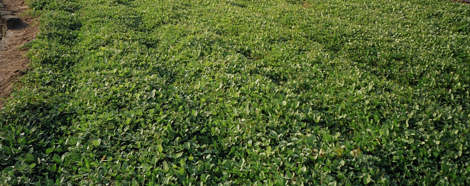 金門一條根田區，成片一條根植株覆蓋紅土地