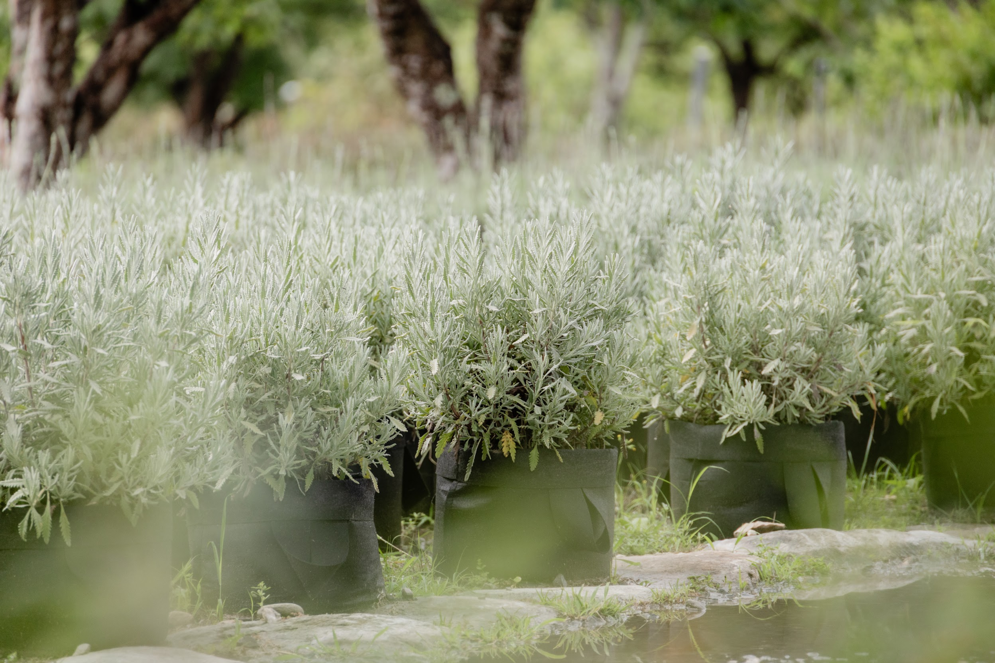 Lavender plants growing beneath the garden trees at Blueseeds Park