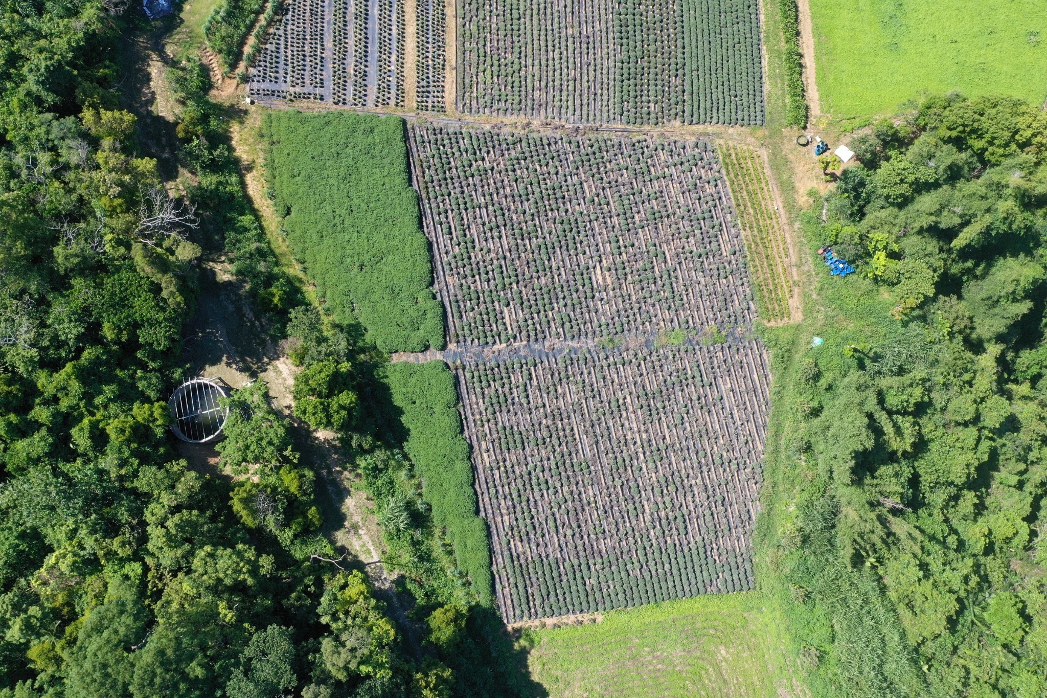 Aerial view of the botanical fields at Blueseeds Park