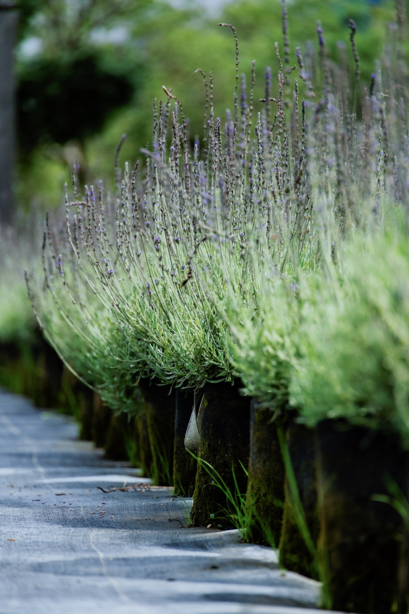 Lavender plants lining a garden path at Blueseeds Park
