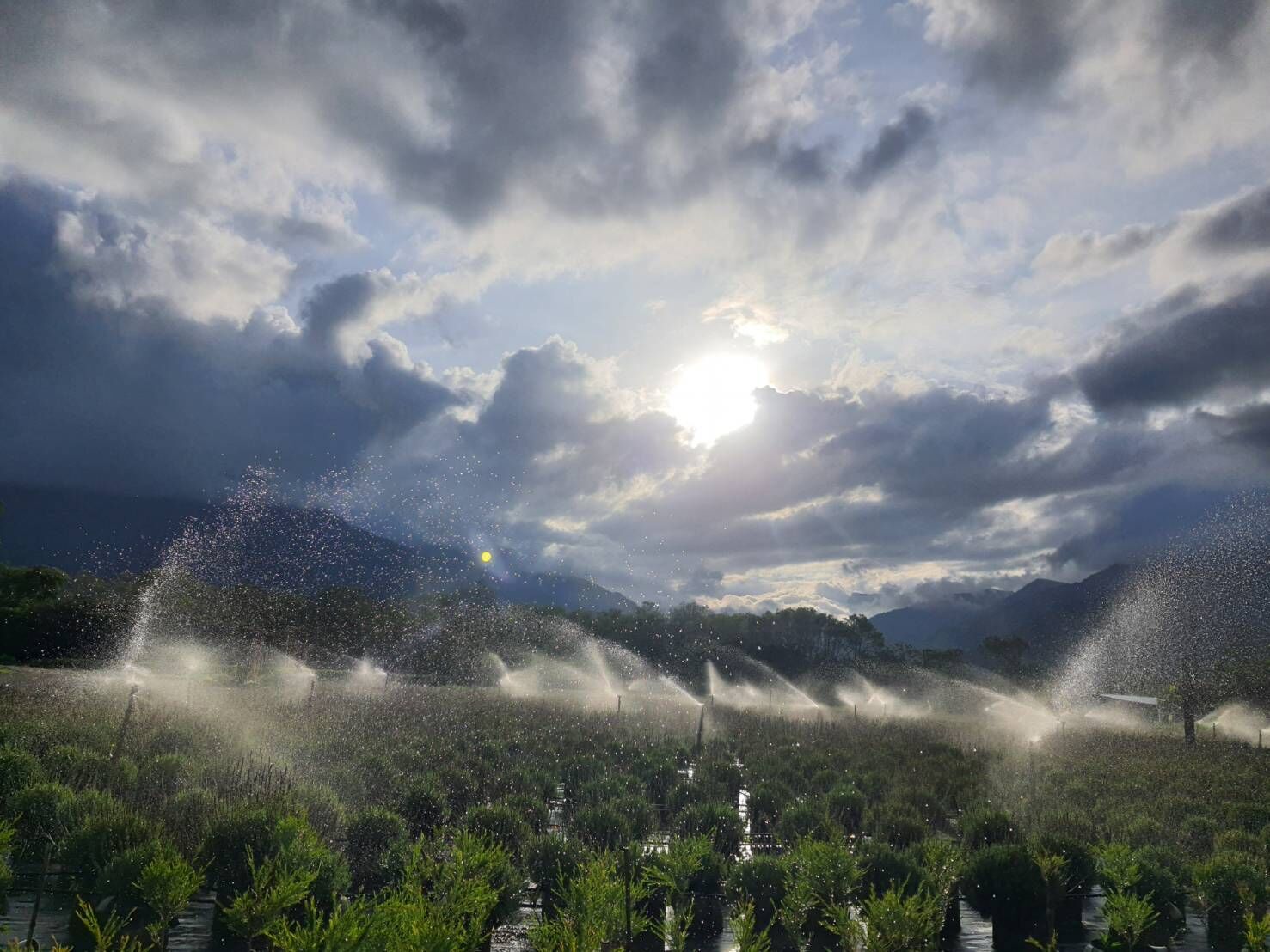 Herb field irrigated beneath dramatic clouds and soft sunlight