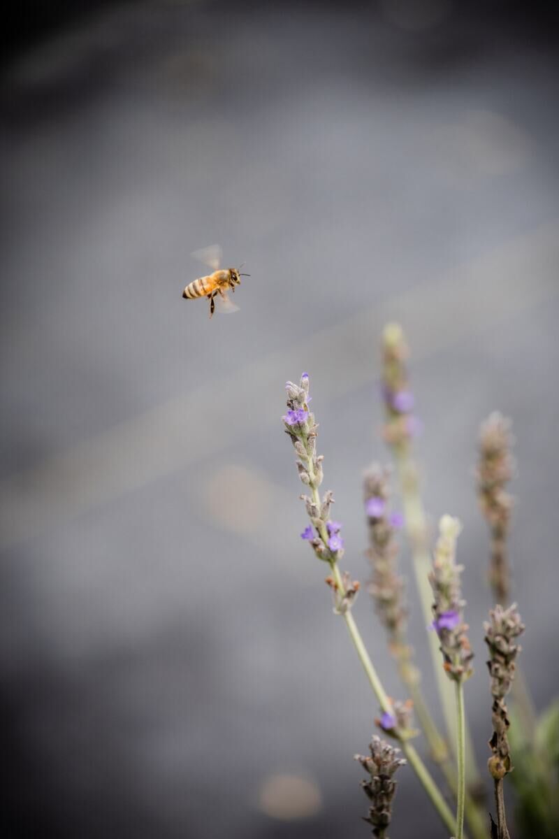 A garden alive with pollinators