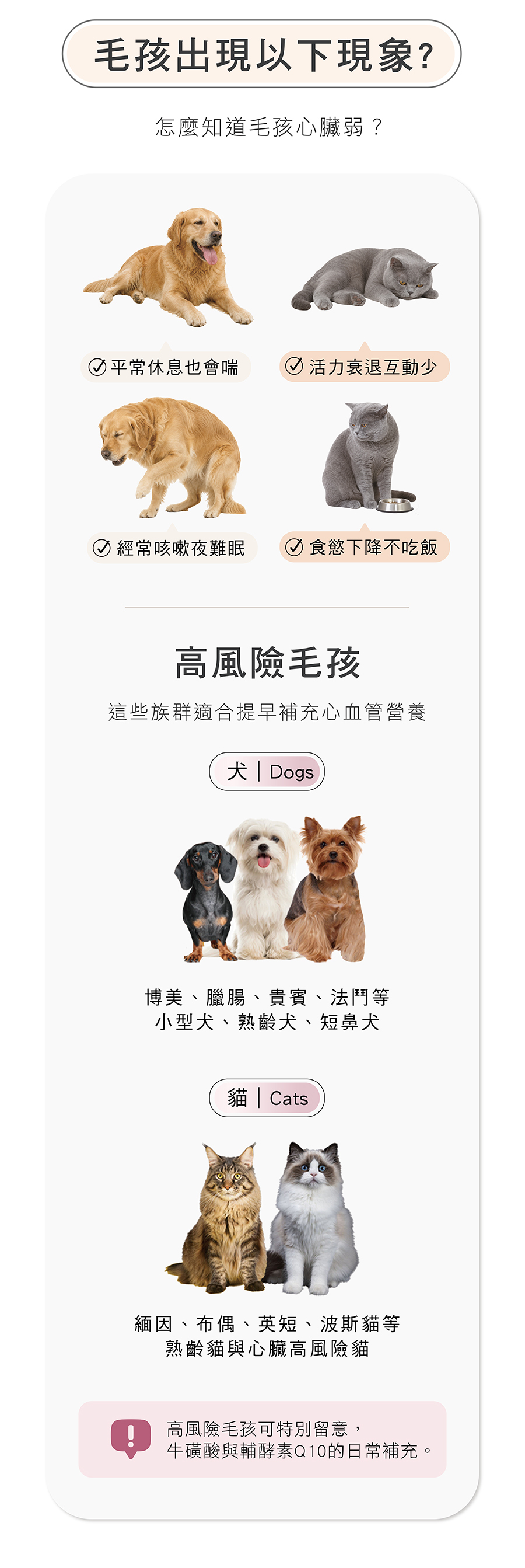 犬貓心臟弱前兆(喘咳、夜咳、活動力下降)與心血管高風險品種(博美、貴賓、法鬥、布偶、英短)保養建議