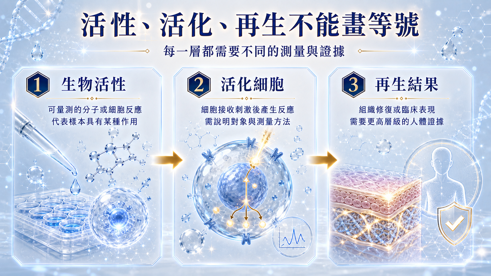 生物活性、活化細胞與再生結果三個證據層級示意。