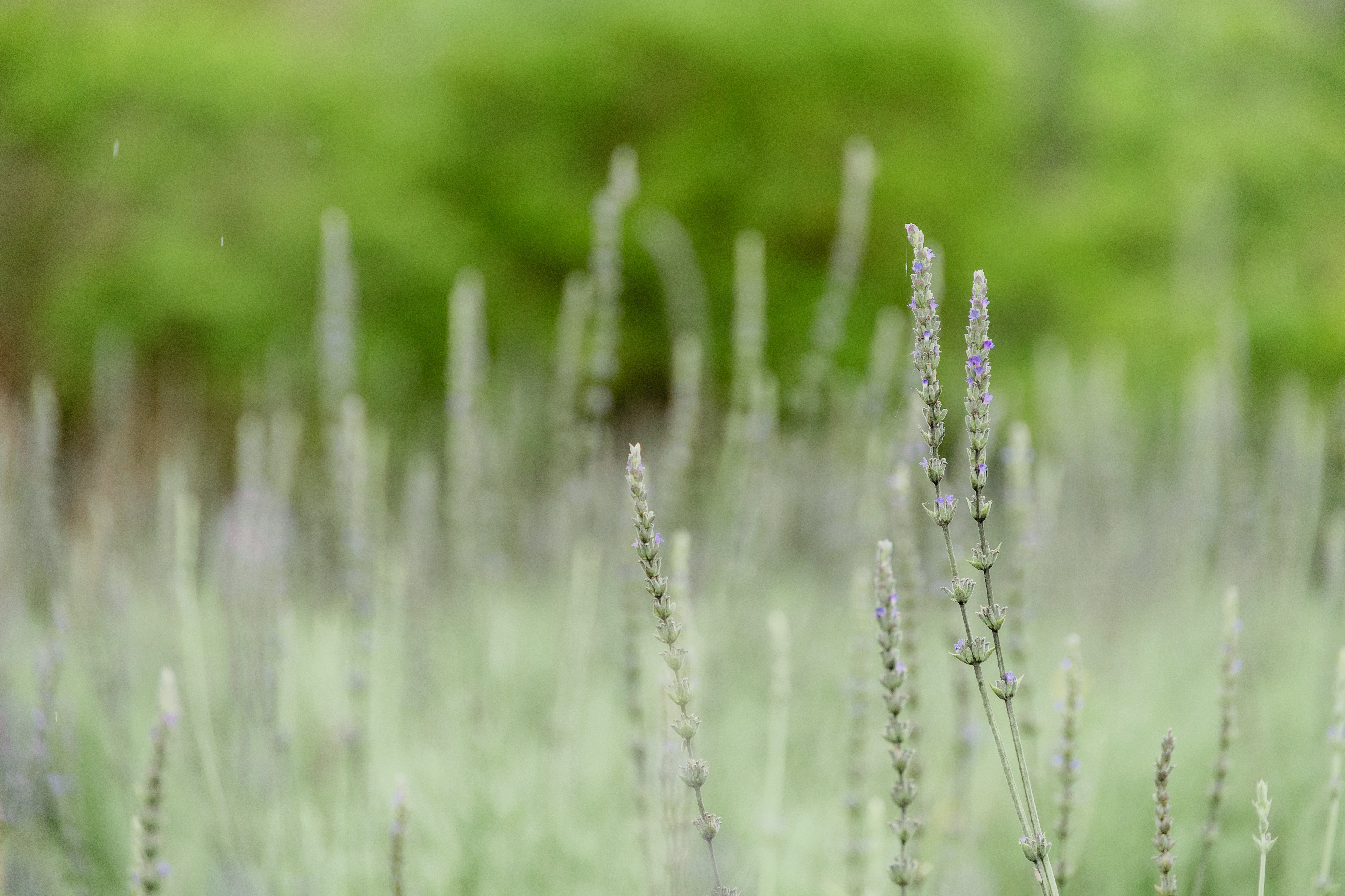 Lavender flowers in the sustainable botanical garden at Blueseeds Park
