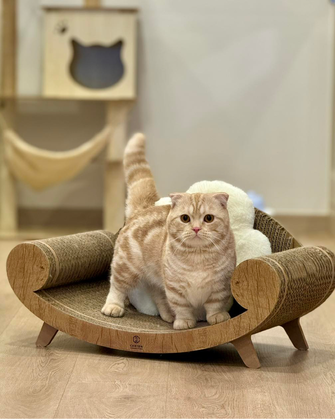 泰國 Carton Connection 貴妃椅貓抓板 (Purrline)