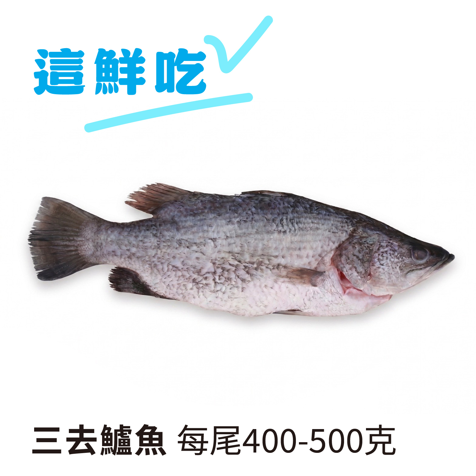 【新鮮美味】三去鱸魚｜雲林口湖半鹹水養殖，肉質紮實且富含蛋白質與膠原蛋白《每尾400-500克》