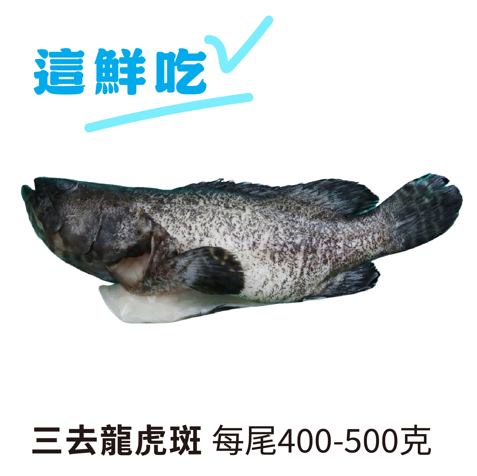 【新鮮美味】三去龍虎斑魚｜(珍珠石斑) Q彈鮮美的魚皮膠質《每尾400-500克》
