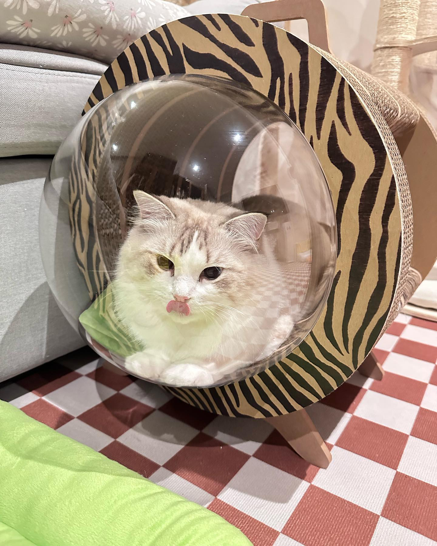 泰國 Carton Connection 太空艙貓抓板 (Catsule)