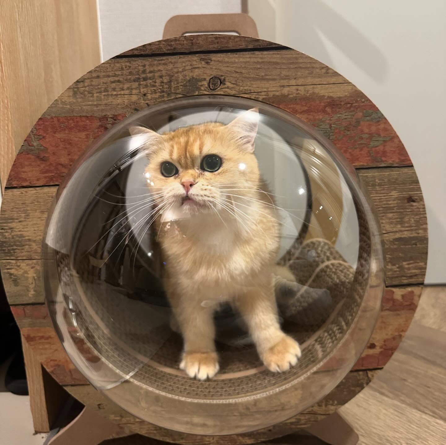 泰國 Carton Connection 太空艙貓抓板 (Catsule)