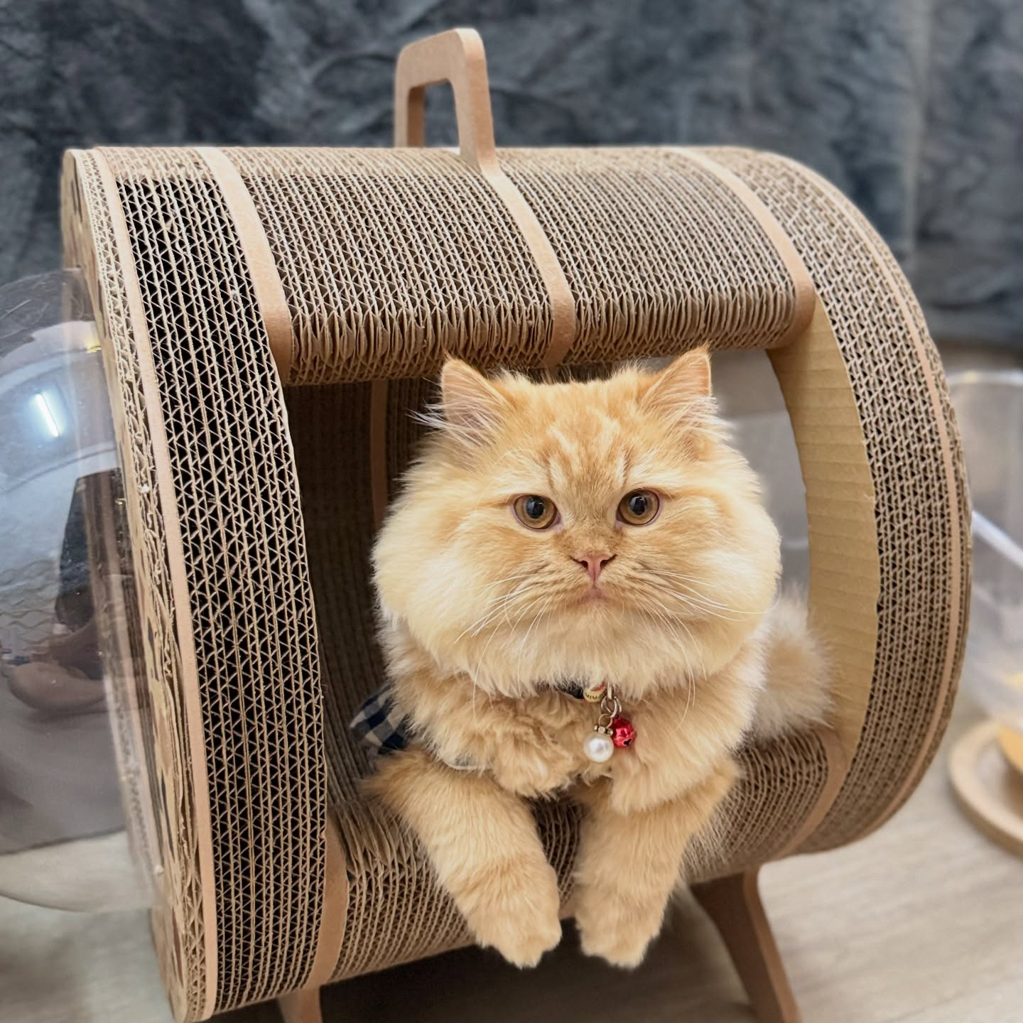 泰國 Carton Connection 太空艙貓抓板 (Catsule)