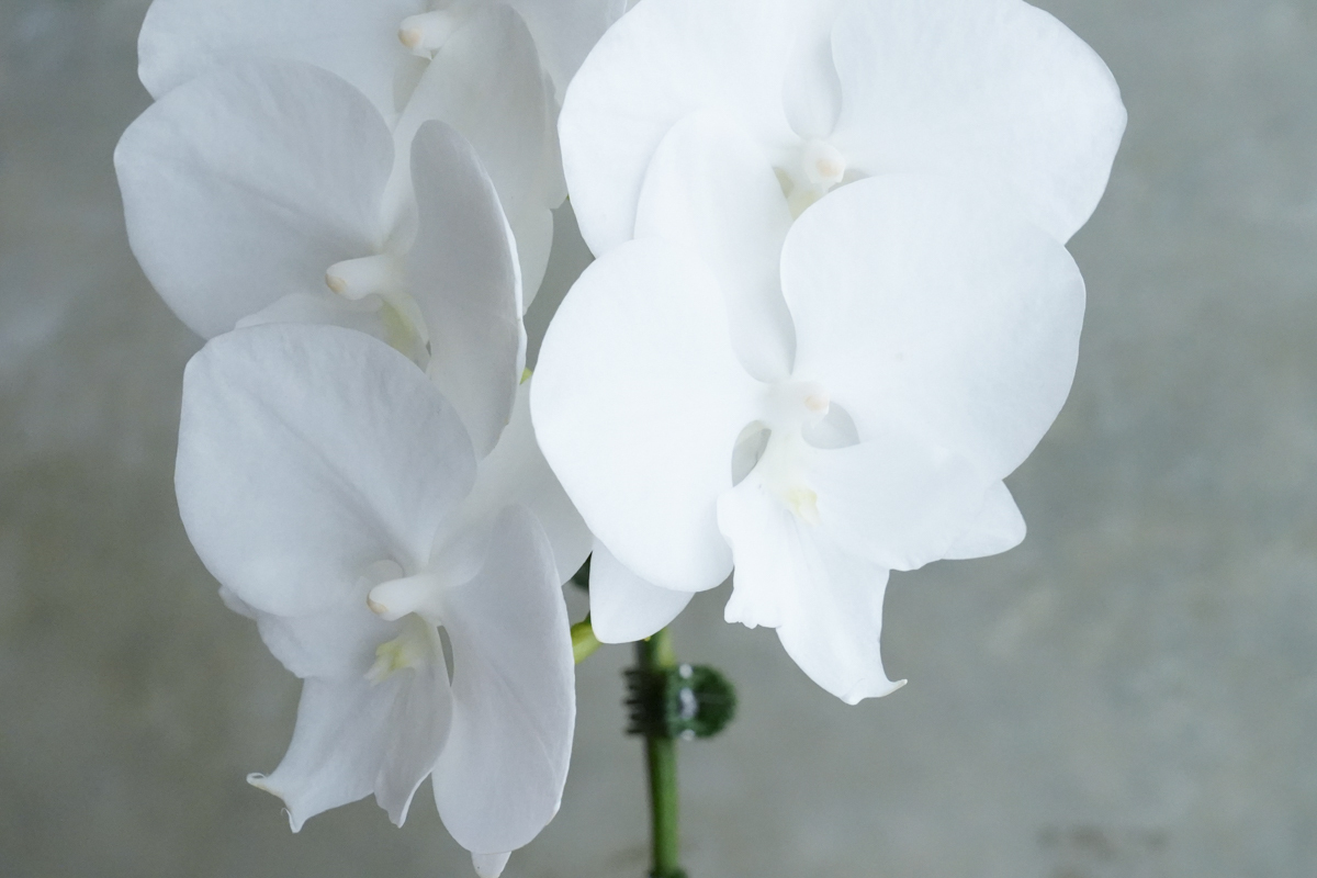 蘭花送台北推薦,白色蘭花推薦,白色蝴蝶蘭,白色蝴蝶蘭推薦