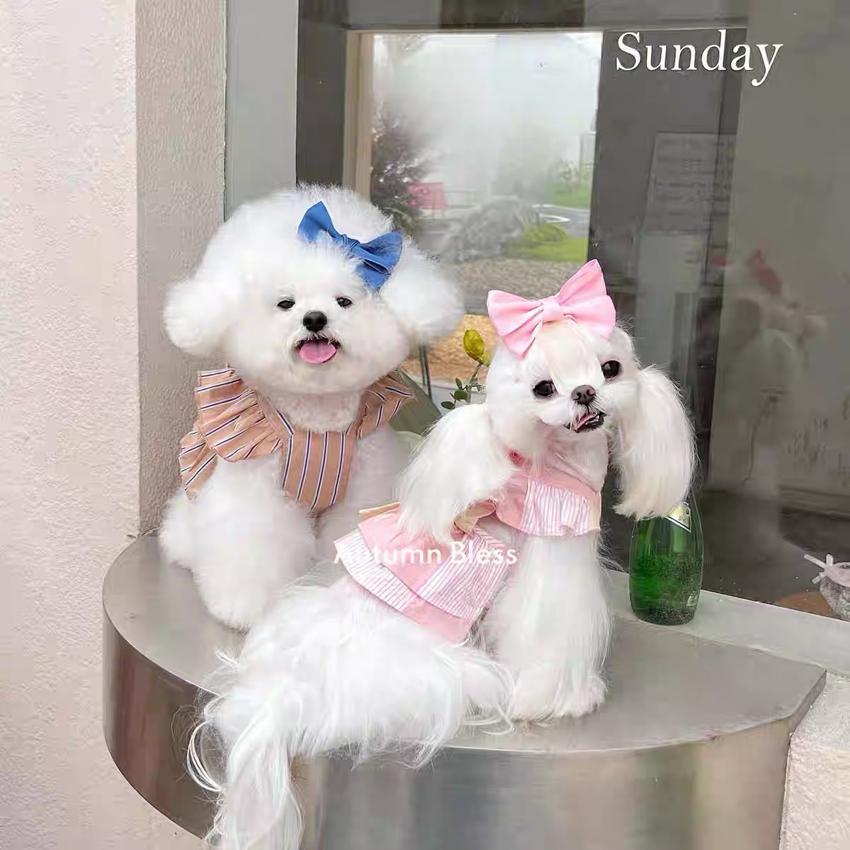 AUTUMN BLESS PET DRESS