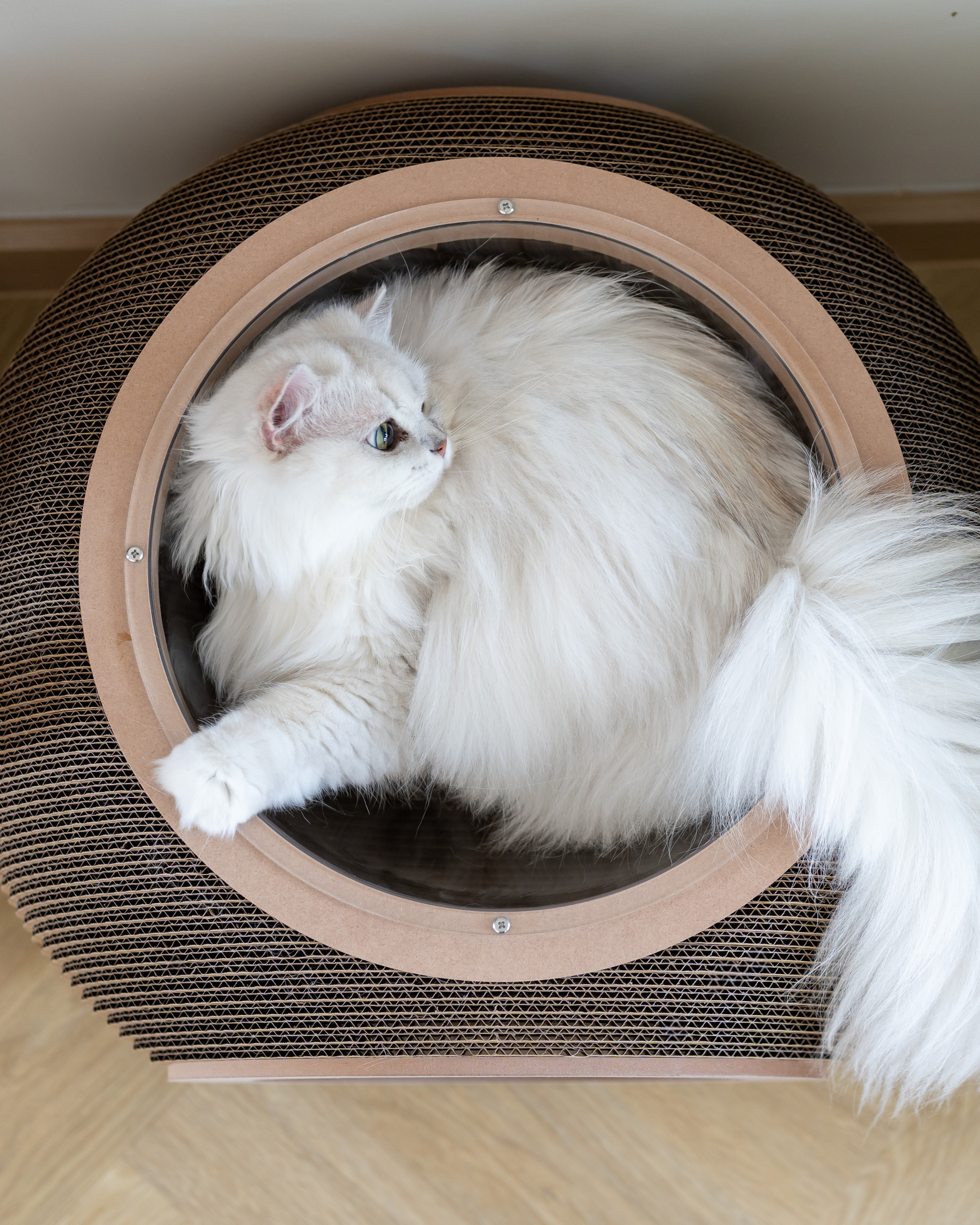 (Thailand) Carton Connection Obitron Compact Cat Scratcher