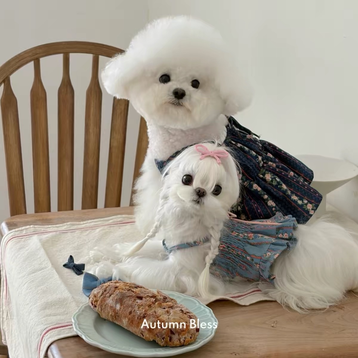 AUTUMN BLESS PET DRESS