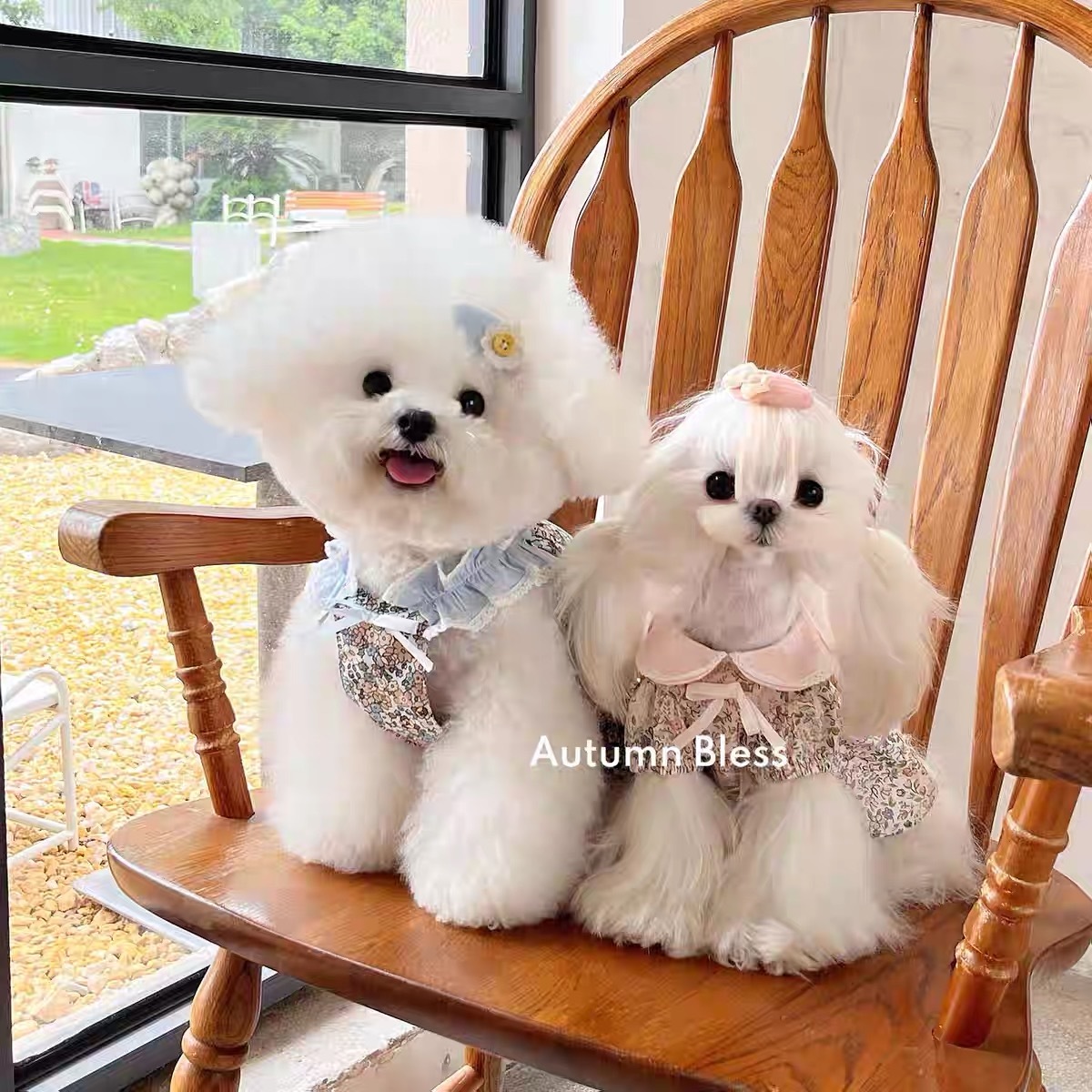 AUTUMN BLESS PET DRESS