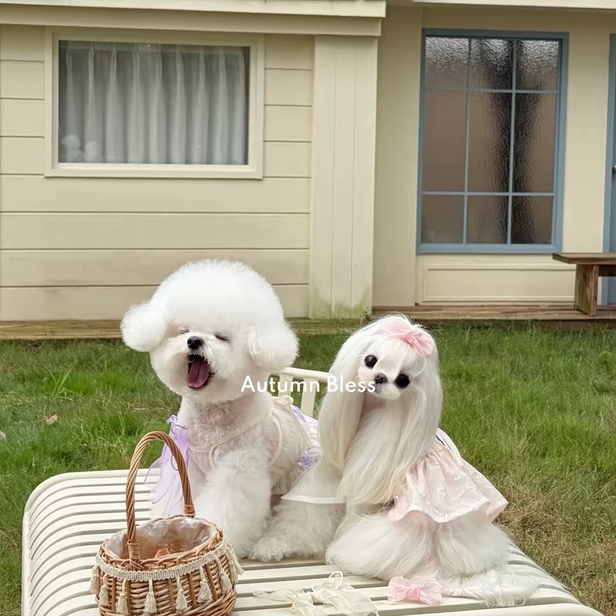 AUTUMN BLESS PET DRESS