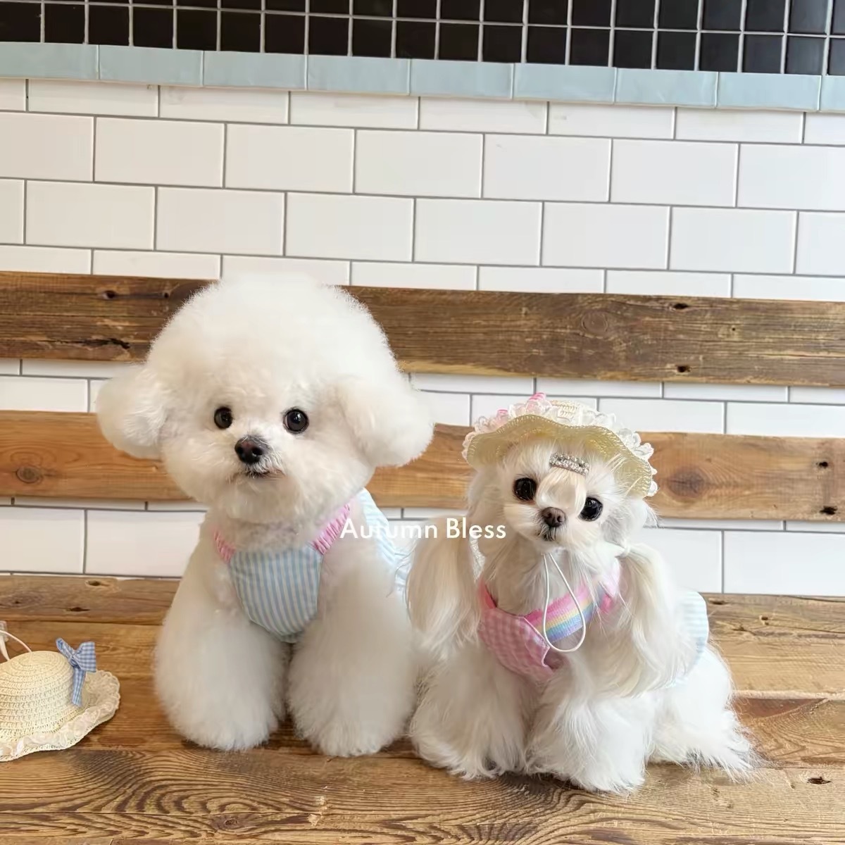 AUTUMN BLESS PET DRESS