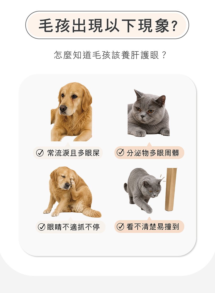 犬貓眼睛弱前兆(常流淚且多眼屎、分泌物多眼周髒、眼睛不適抓不停、看不清楚易撞到)毛孩出現以上現象需要的保養建議