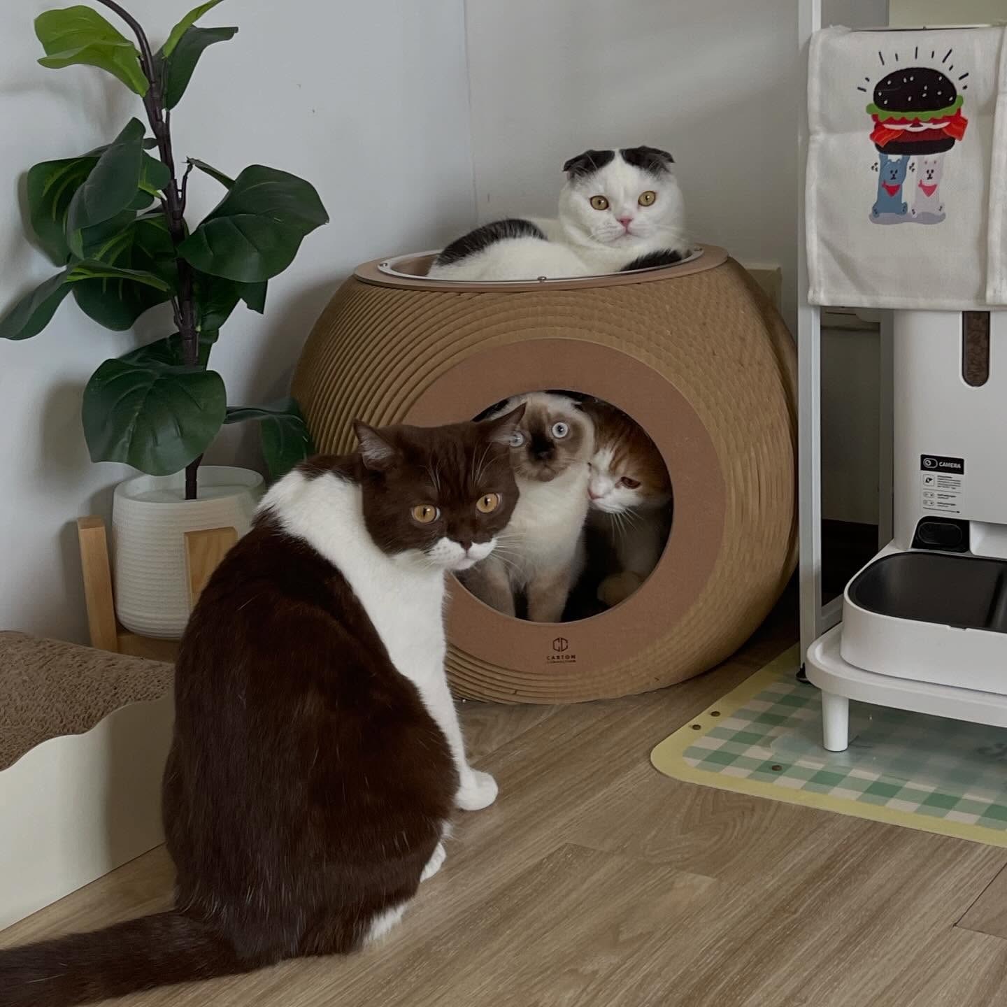 泰國 Carton Connection 圓球雙層貓抓板 (Obitron Compact)
