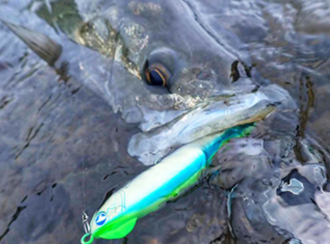BlueBlue SNECON 130S 沉水鉛筆