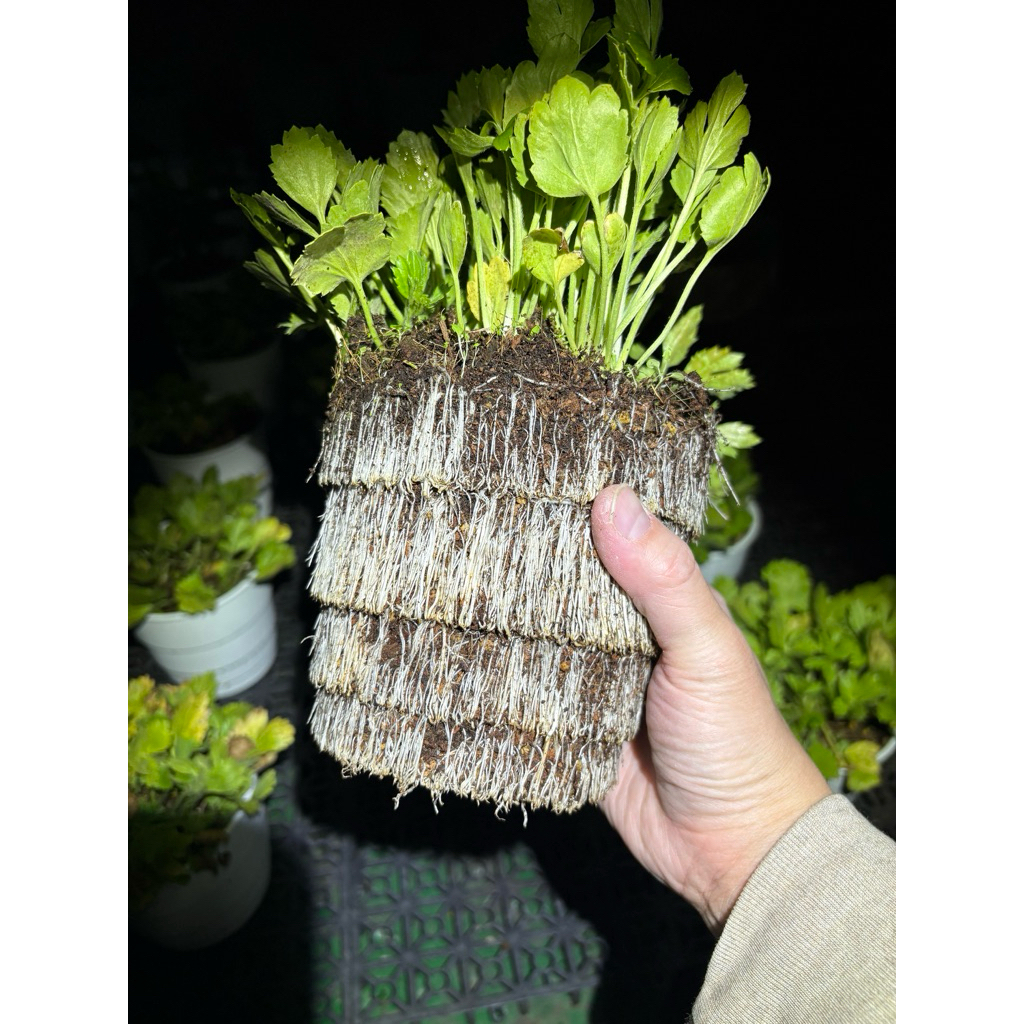恩爸選物｜球根花卉專用配方土｜高排水・透氣介質｜10L