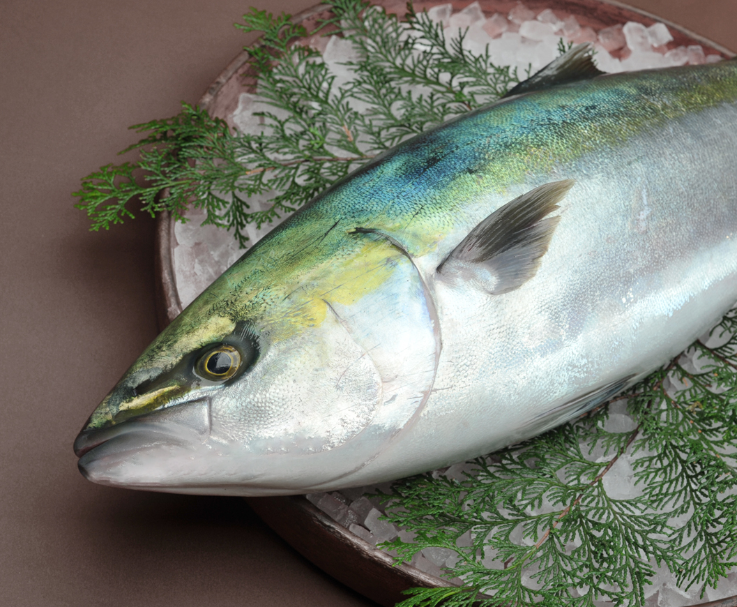 養殖鰤魚
