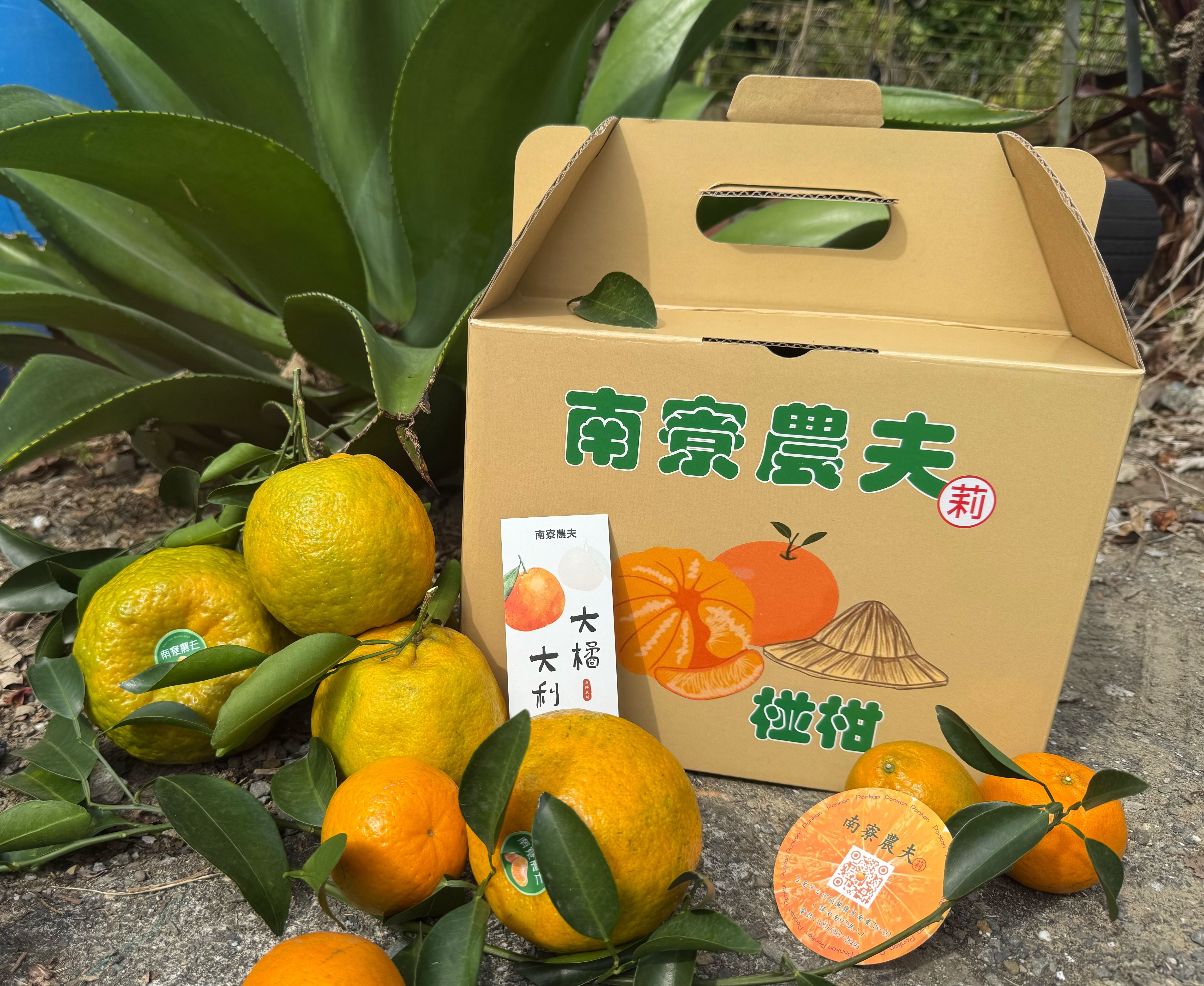【南寮農夫｜莉莉皆辛苦】產地直送・手感鮮採椪柑禮盒