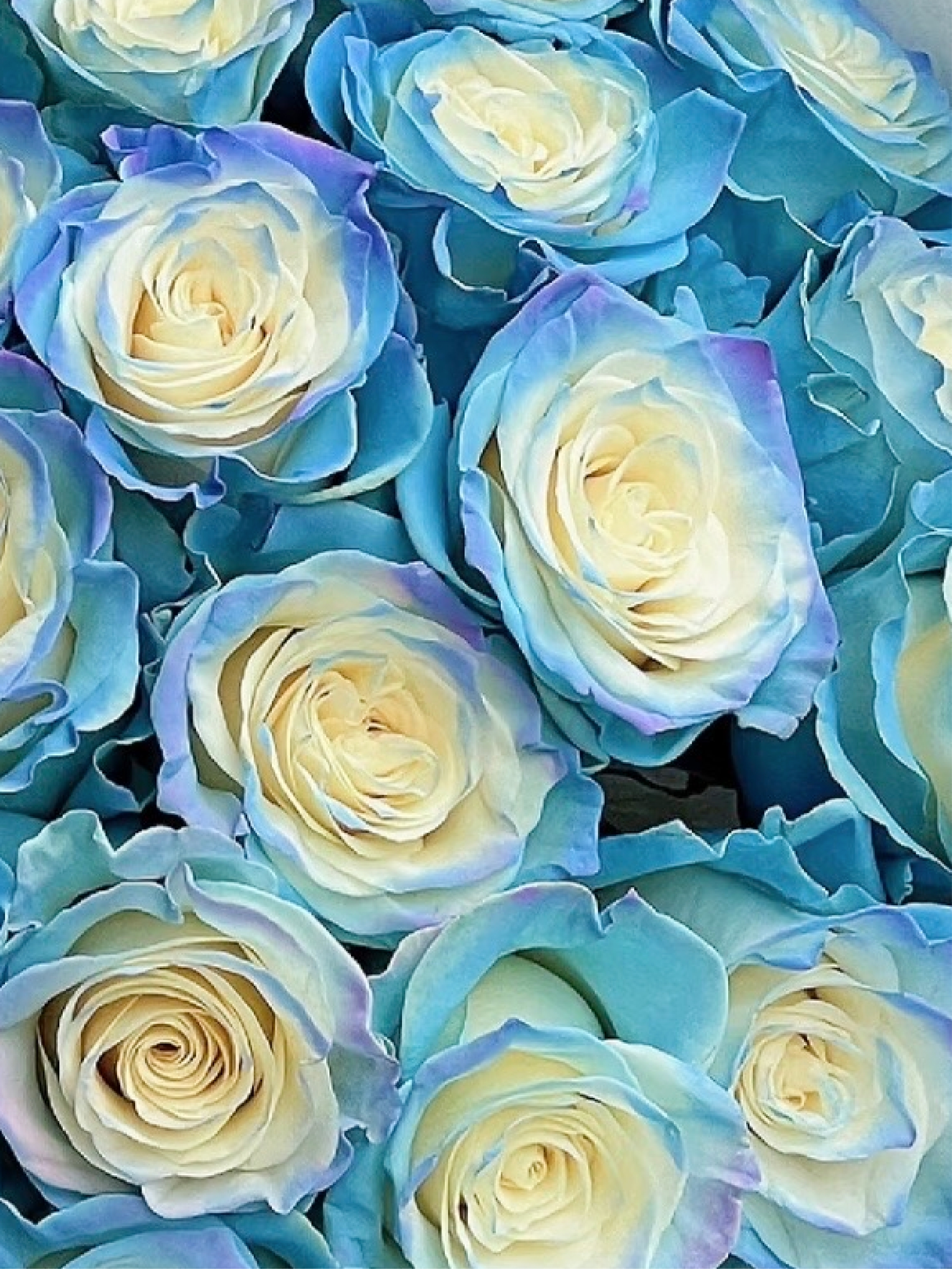 Ocean Edge Rose Flower