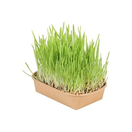 Zolux 貓草種植套裝．250g