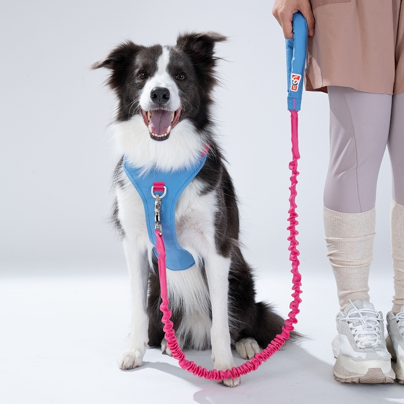 puppygallery｜山系亮色彈力牽繩 狗狗牽繩 中大型犬牽繩 緩衝牽繩