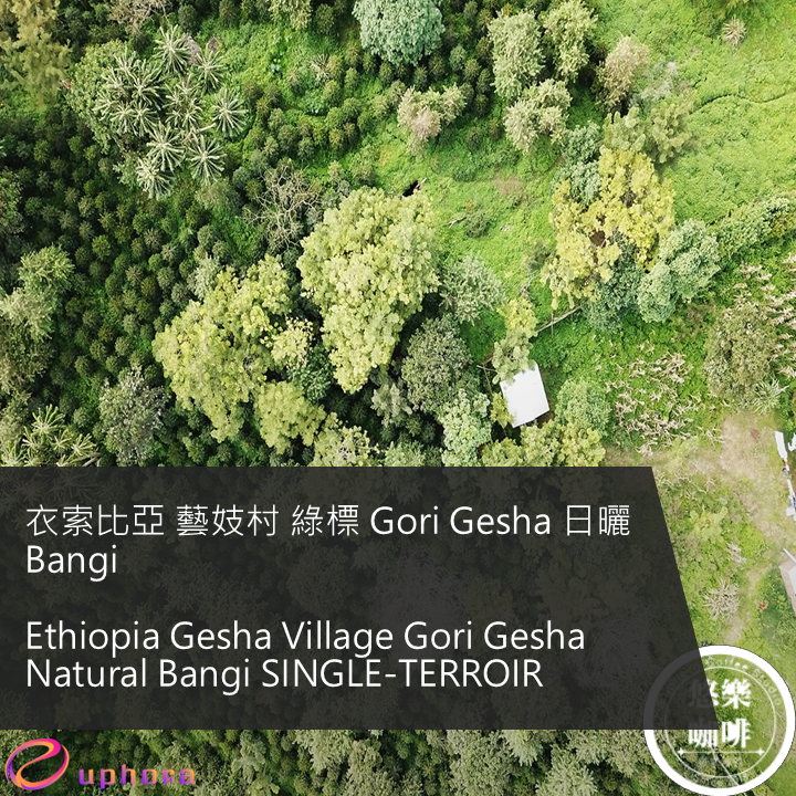 衣索比亞 藝妓村 綠標 Gori Gesha 日曬 Bangi