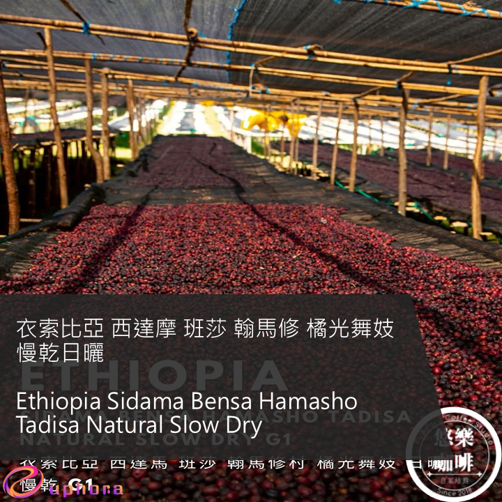 衣索比亞 西達摩 班莎 翰馬修 橘光舞妓 慢乾日曬
