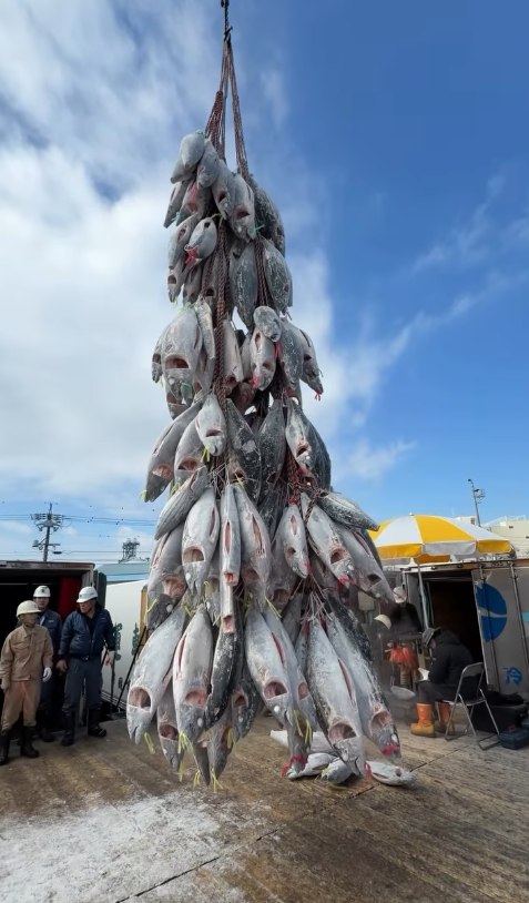 Taki 凍乾藍鰭吞拿魚 40g